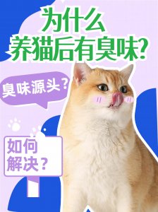 養貓后為什么有臭味？源頭在哪？如何解